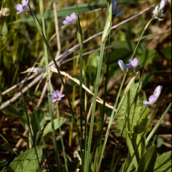 Sisyrinchium angustifolium Flor