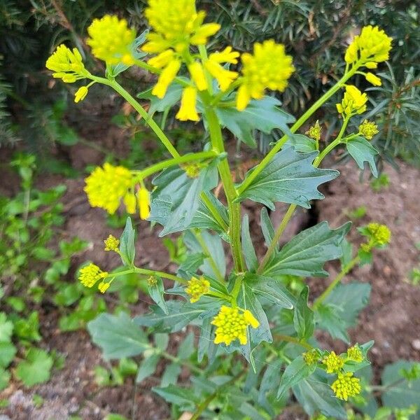 Barbarea orthoceras Flor