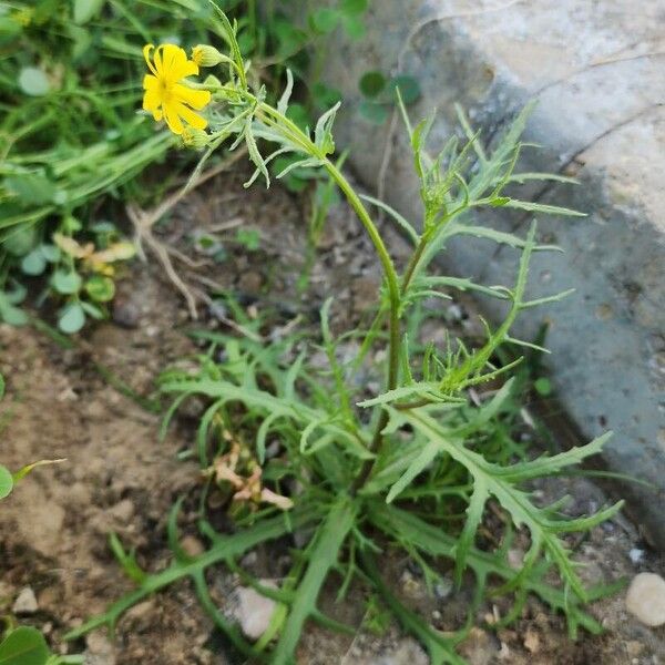 Senecio glaucus Habitus