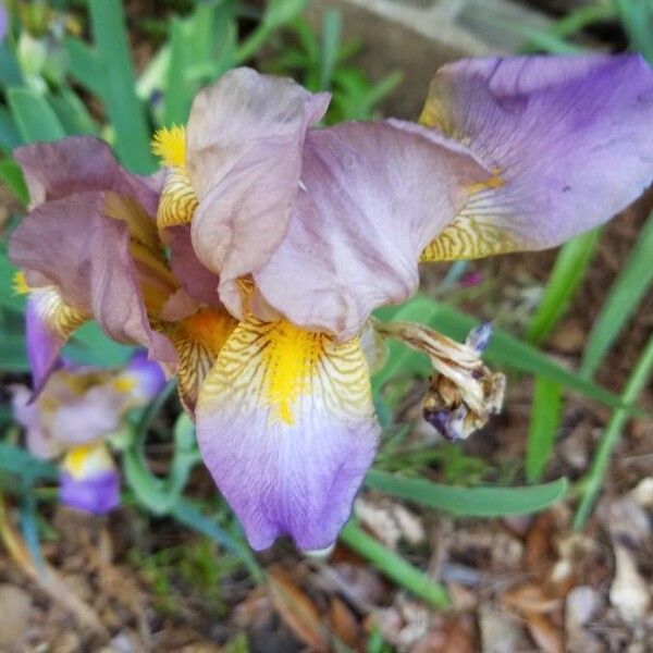 Iris pseudacorus Flower