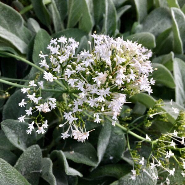 Centranthus ruber Flors