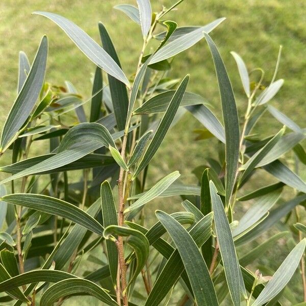 Acacia confusa Foglia