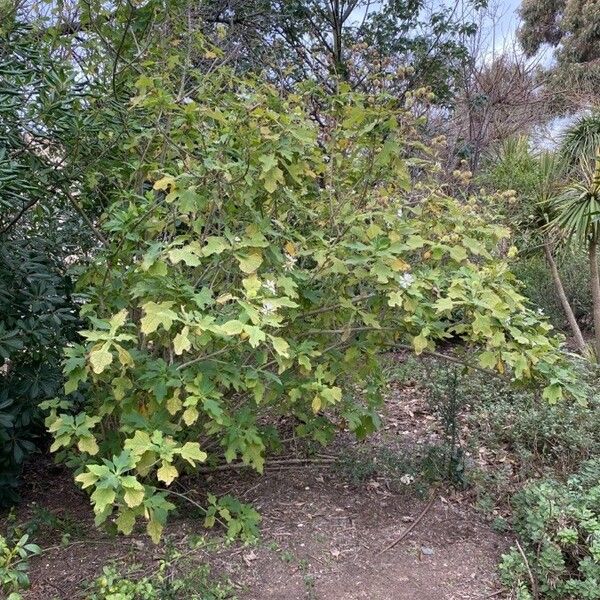 Montanoa hibiscifolia 整株植物