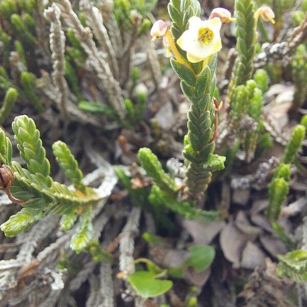 Cassiope mertensiana Flower