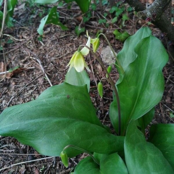 Erythronium revolutum Žiedas