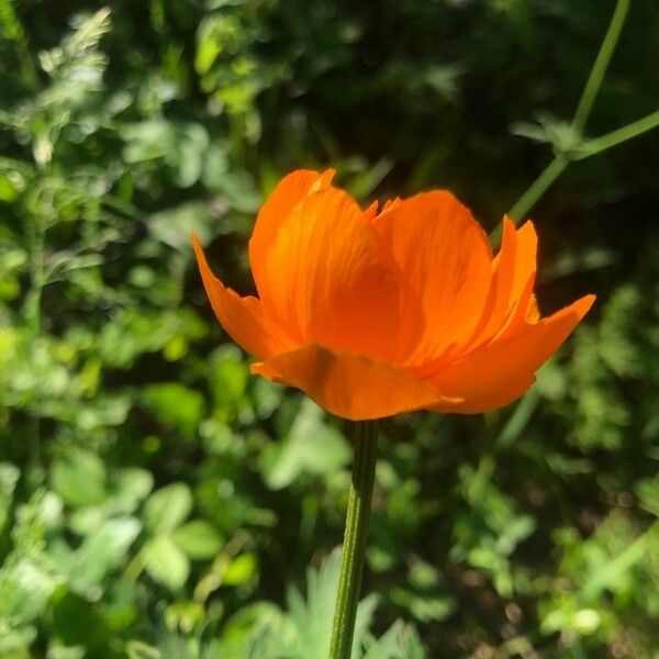 Trollius asiaticus Fleur