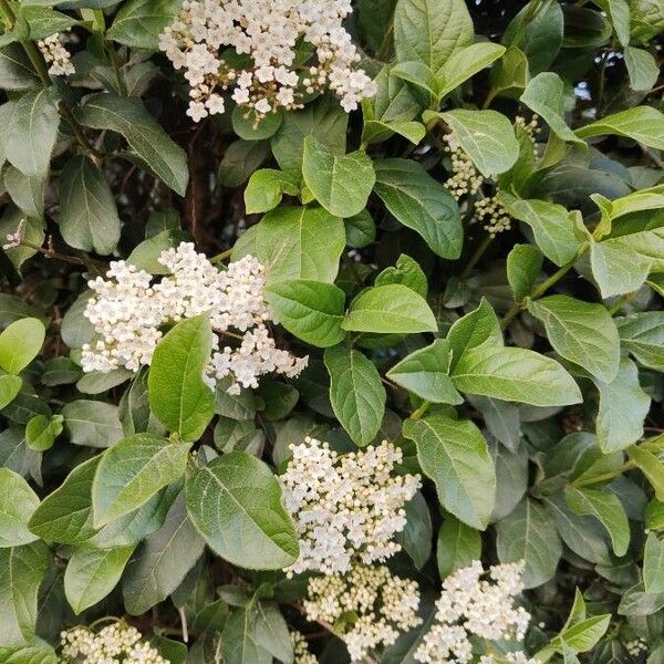 Viburnum tinus Cvet