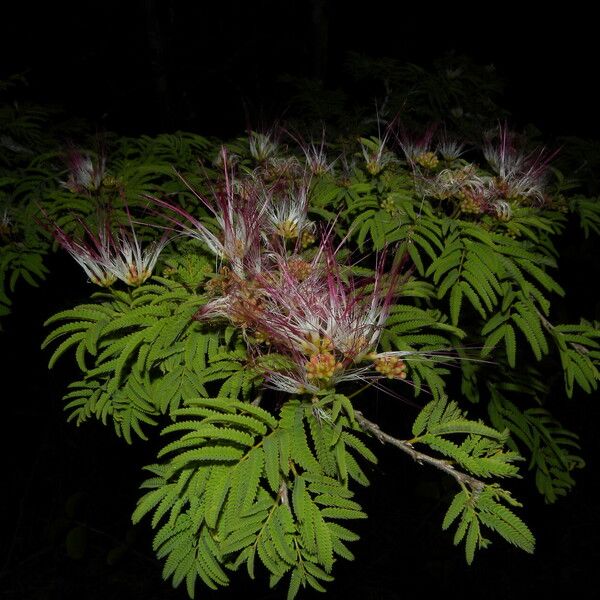 Calliandra rubescens Агульны выгляд