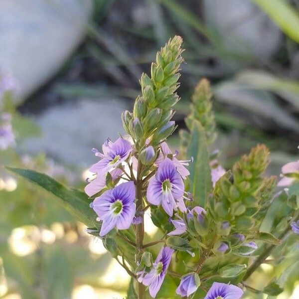 Veronica anagallis-aquatica 花