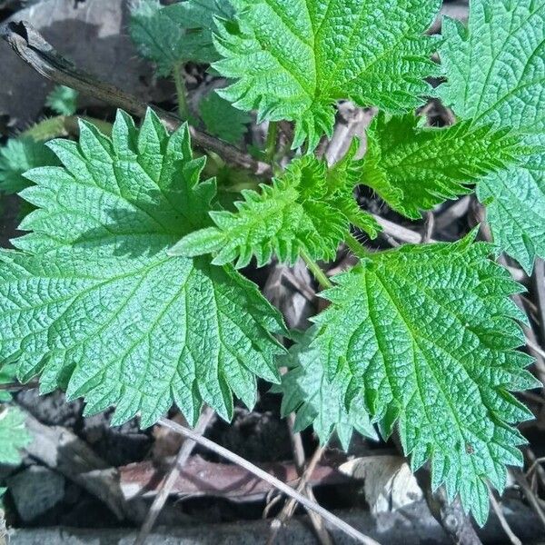 Urtica urens Blad