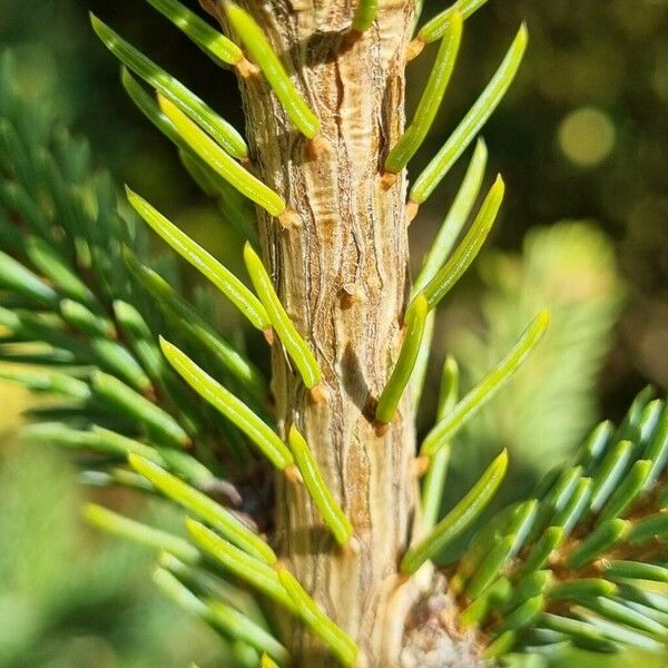 Picea orientalis Кора