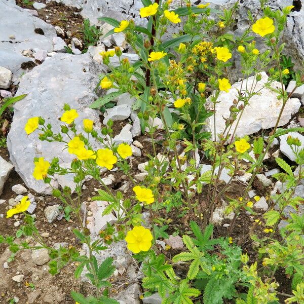 Potentilla recta Yeri