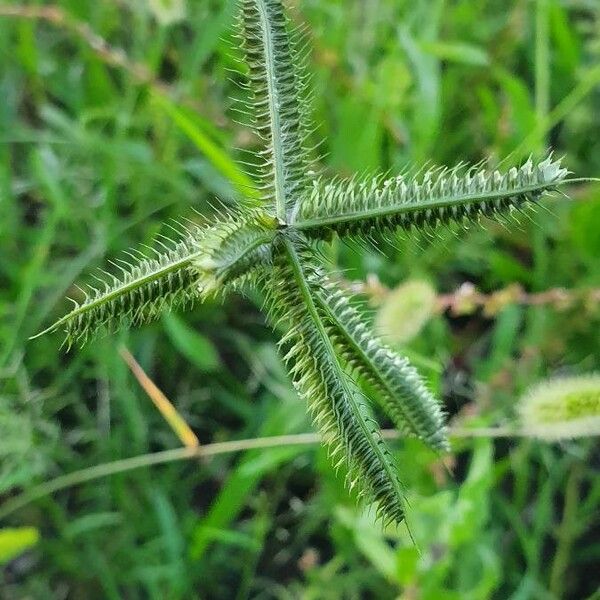 Dactyloctenium aegyptium ফুল