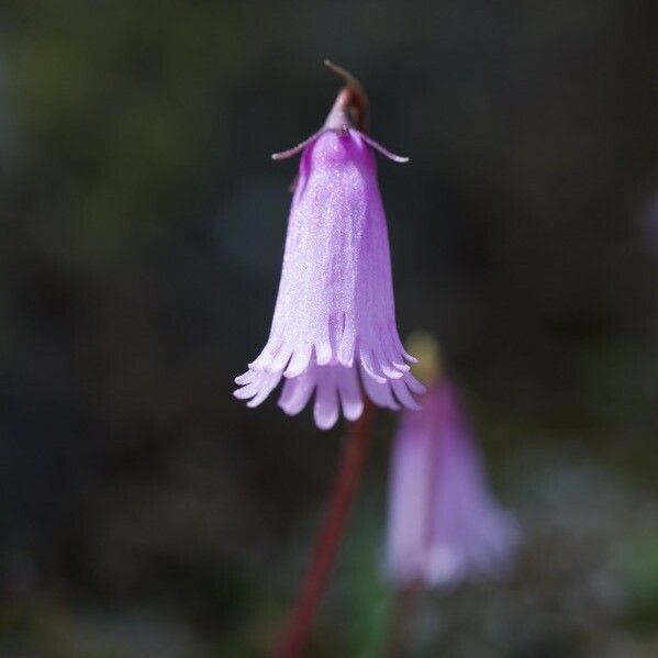 Soldanella pusilla Flor