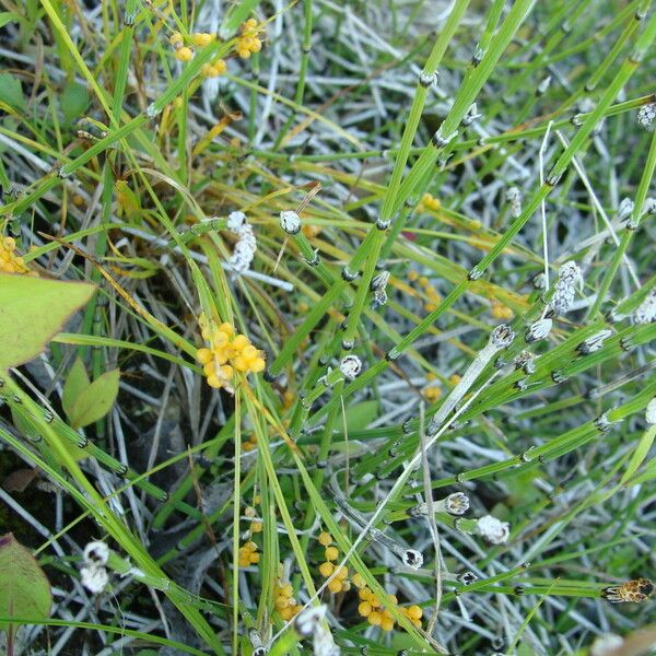 Carex aurea Alkat (teljes növény)