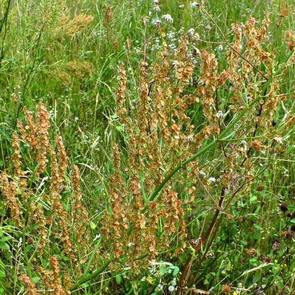 Rumex thyrsiflorus 果實