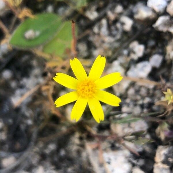 Jacobaea minuta Flower