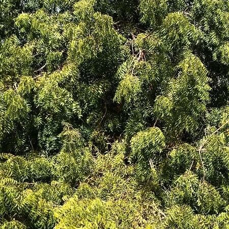 Azadirachta indica Habitat