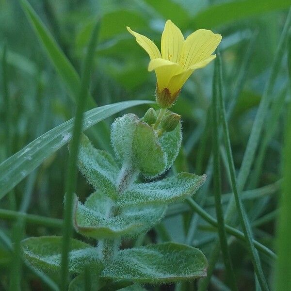 Hypericum elodes Habit