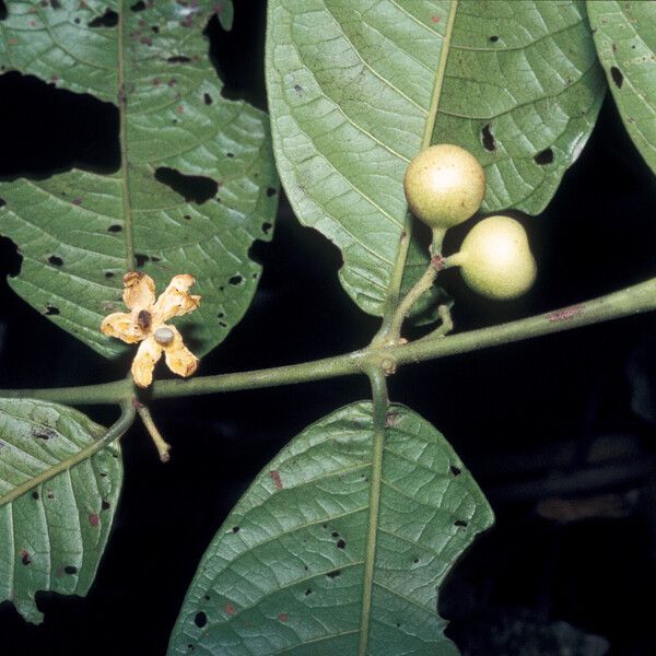 Siparuna guianensis Vaisius