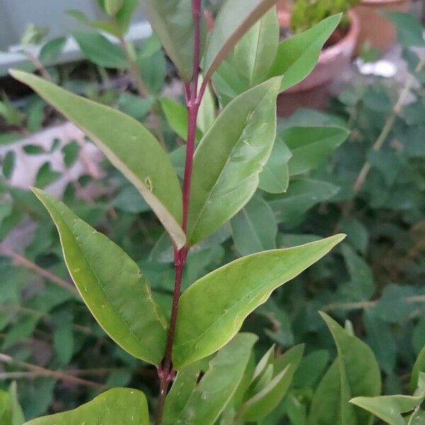 Hypericum hircinum Foglia