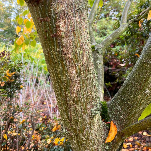 Acer pensylvanicum Corteza