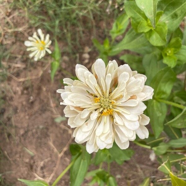 Zinnia peruviana फूल