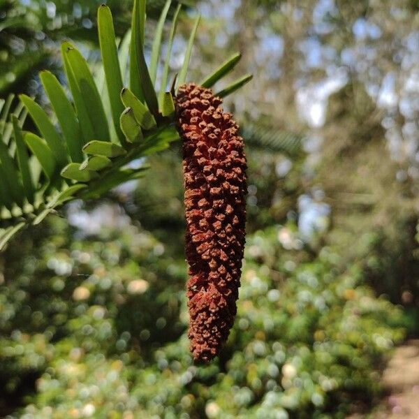 Wollemia nobilis Blüte