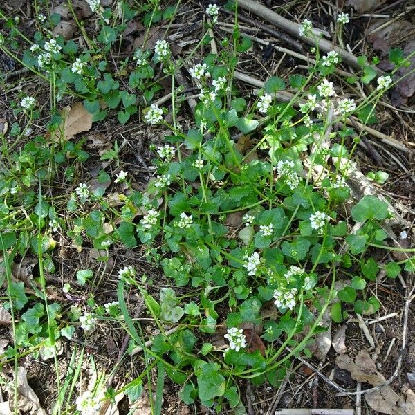 Cochlearia officinalis Хабит