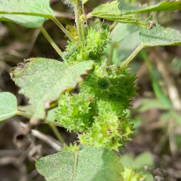 Acalypha poiretii 花