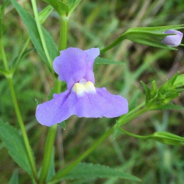 Mimulus ringens Fiore