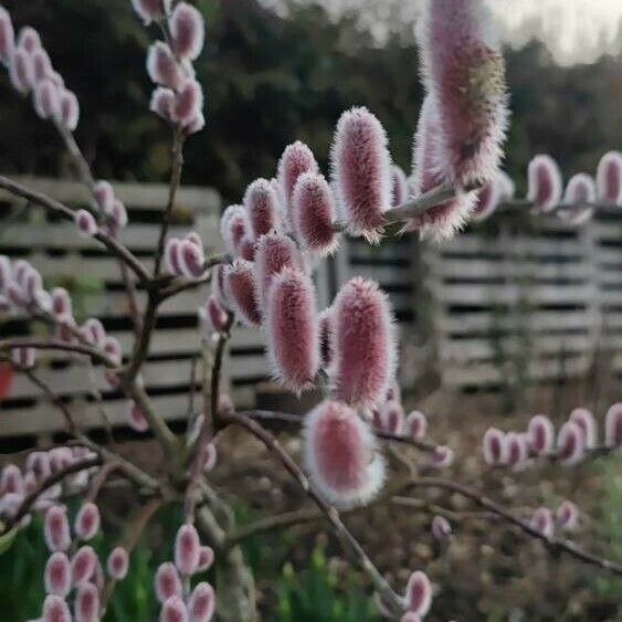 Salix gracilistyla फूल