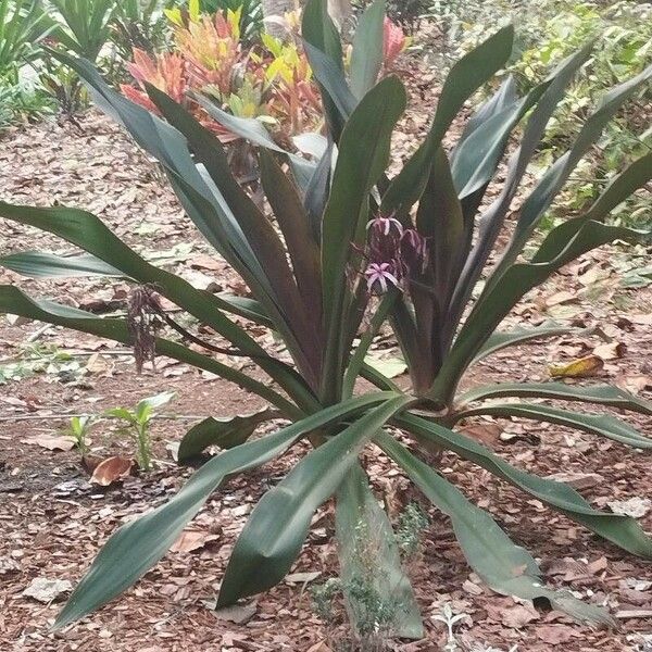 Crinum asiaticum Leaf