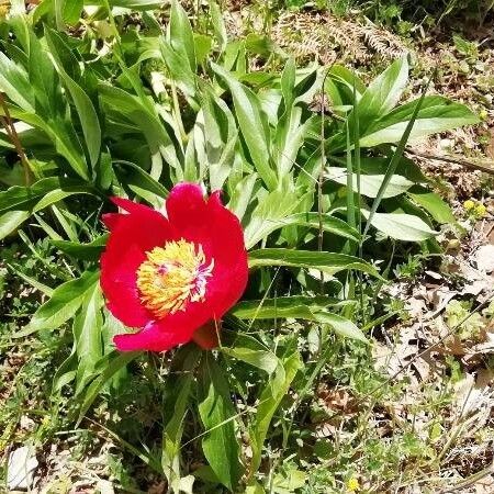 Paeonia peregrina (Scarlet peony)