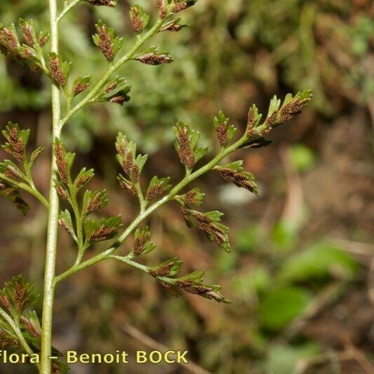 Asplenium cuneifolium Kita