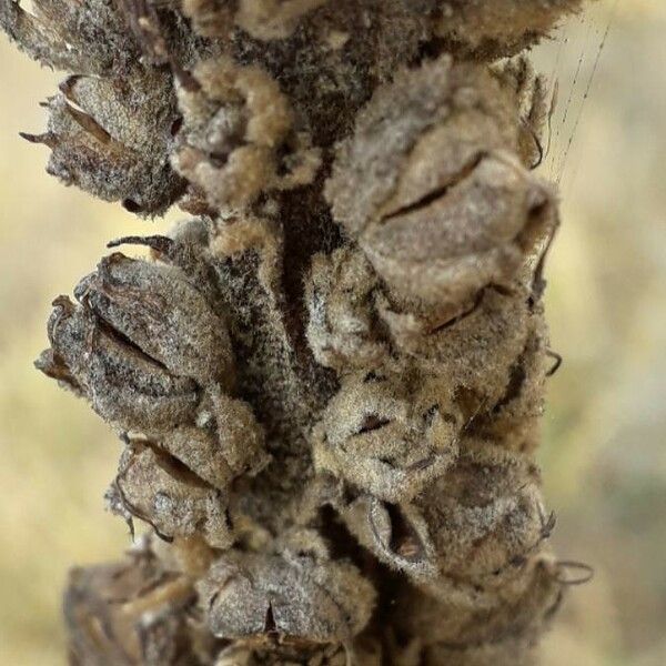 Verbascum thapsus फल