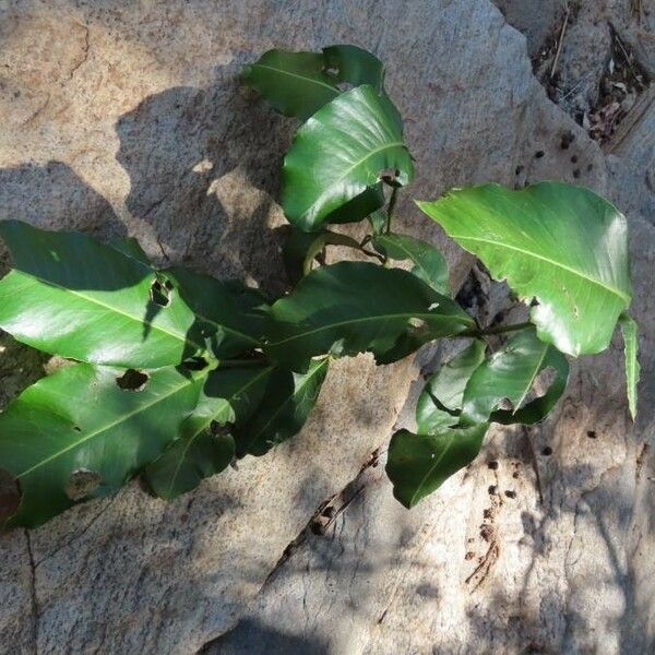 Garcinia livingstonei Blad