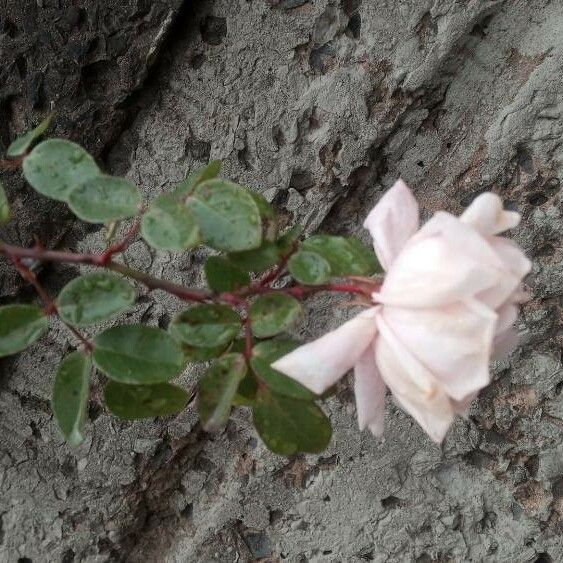 Rosa luciae Leaf