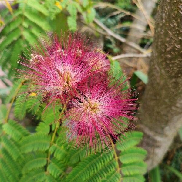 Albizia lebbeck 花