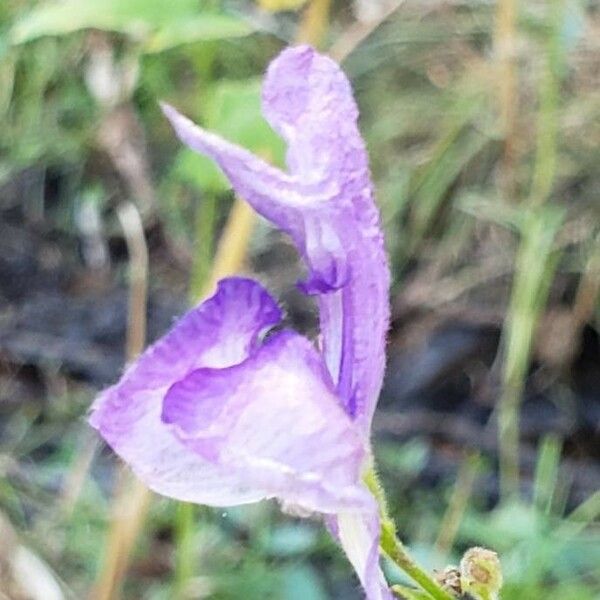 Aconitum columbianum 花