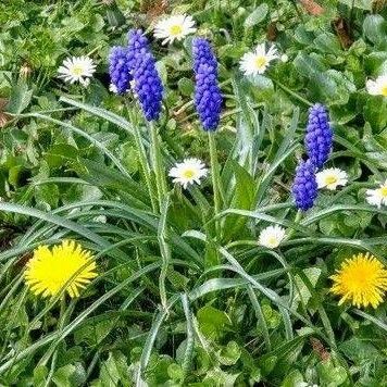 Muscari botryoides Blomst