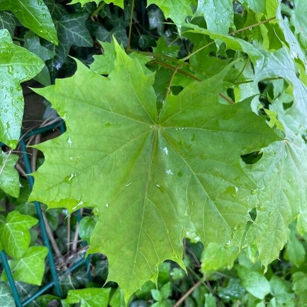 Acer platanoides पत्ता