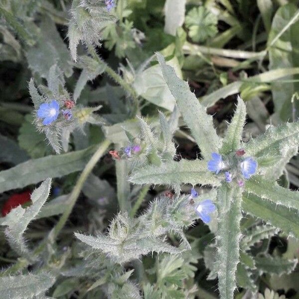 Anchusa arvensis फूल