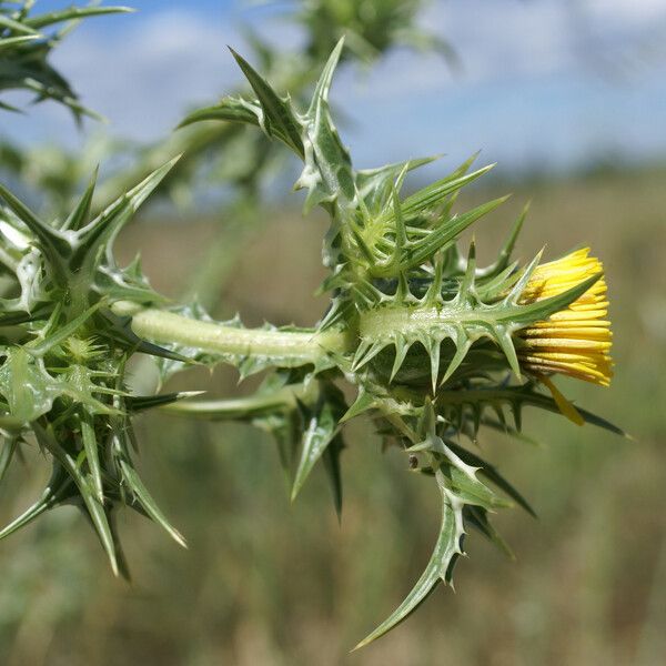 Scolymus maculatus Flower