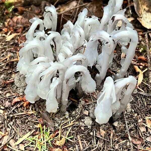 Monotropa uniflora Plante entière