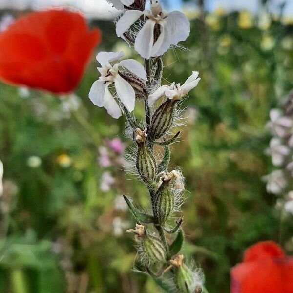 Silene gallica Kwiat