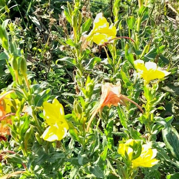 Oenothera indecora عادت