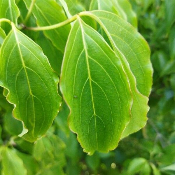 Cornus kousa Foglia