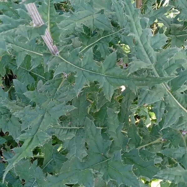 Echinops sphaerocephalus Blad