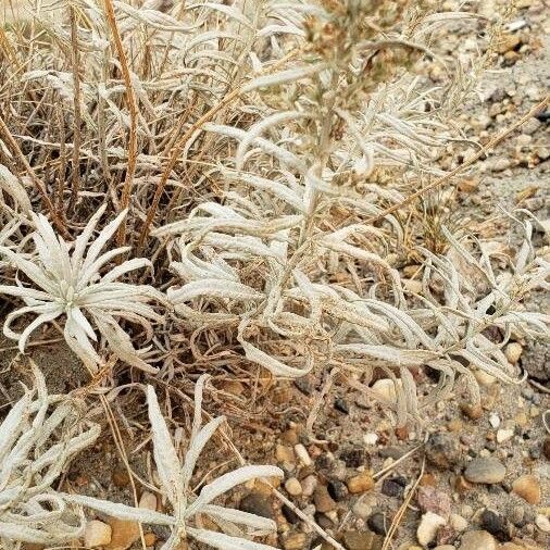 Artemisia cana Foglia